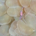 shirmp_coral_bubble_cr_hsb_r_v_0014_kom1871.jpg